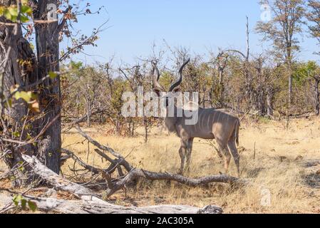 Männlich Groß Kudu, Tragelaphus strepsiceros, Khwai Private Reserve, Okavango Delta, Botswana Stockfoto