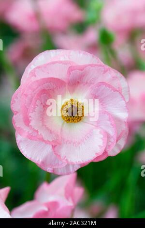 Ranunculus Rokoko rosa Blüten. Stockfoto