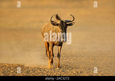 Streifengnu (connochaetes Taurinus) Wandern in Staub, Kalahari Wüste, Südafrika Stockfoto