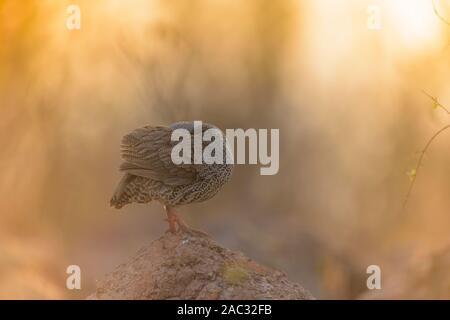 Natal spurfowl Portrait Stockfoto