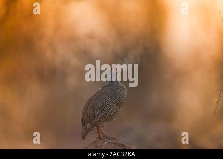 Natal spurfowl Portrait Stockfoto