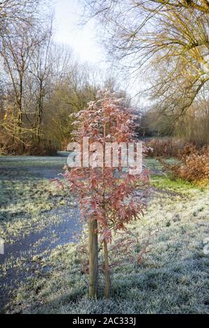 Neu gepflanzten distichum Taxodium distichum. Kahlen Zypresse Baum im Herbst. Stockfoto