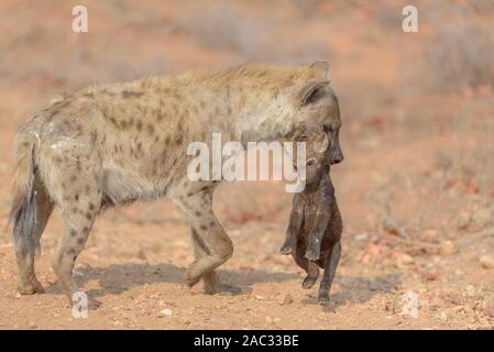 Hyäne Portrait in der Wildnis, Hyäne cub, beste Hyäne Stockfoto