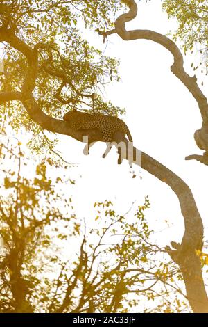 Leopard schlafend auf Baum Stockfoto