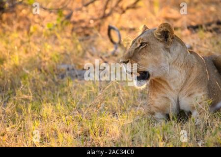 Female Lion, Panthera leo, Khwai Private Reserve, Okavango Delta, Botswana Stockfoto