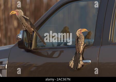 Gelbes Signalhorn Bill thront auf einem Auto Stockfoto