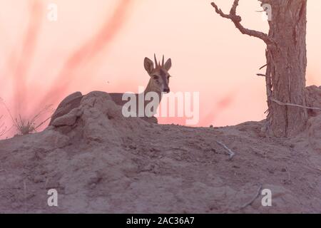 Common Duiker, Grey Duiker portrait Stockfoto