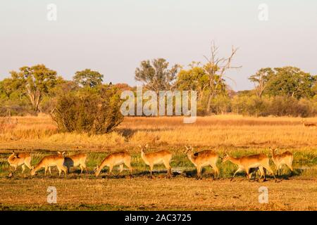 Red Lechswe, Kobus leche, Khwai Private Reserve, Okavango Delta, Botswana. Auch bekannt als Südliches Lechswe Stockfoto