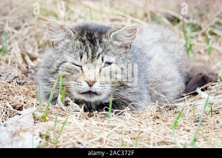 Obdachlose Dorf cat das Aalen in der Sonne liegen, mit geschlossenen Augen. Die Freude der guten Wetter im Frühling Stockfoto