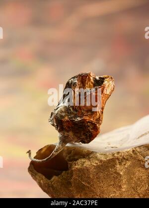 Getrocknete Scotch Bonnet peppers Still-life Food Fotografie Stockfoto