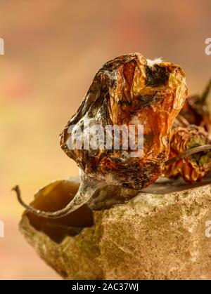 Getrocknete Scotch Bonnet peppers Still-life Food Fotografie Stockfoto