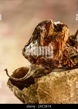 Getrocknete Scotch Bonnet peppers Still-life Food Fotografie Stockfoto