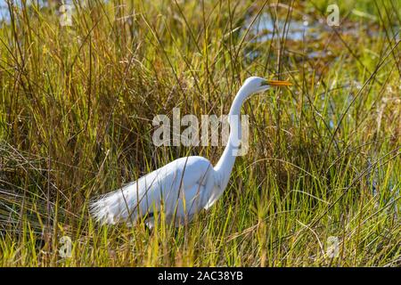 Great Egret, Ardea alba, Okavango-Delta, Botswana. Auch bekannt als Common Egret, Large Egret, Great White Egret oder Great White Heron Stockfoto