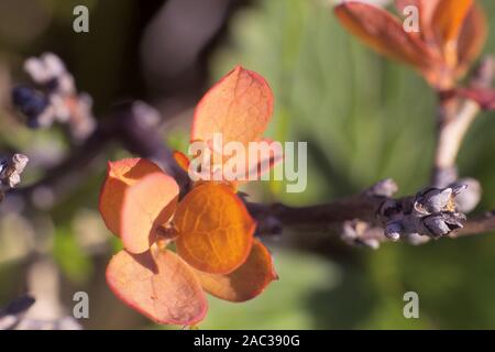 Foxberry (Arctostaphylos). Pflanzen aus Berg Tundra (Blätter, Stängel, Blüten). Khibiny Berge, die Halbinsel Kola, Russland. Öffnen in die Welt der Ultra Stockfoto