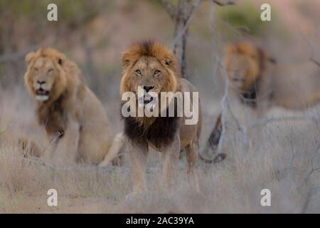 Männliche Löwe Koalition nomadischen männliche Löwe Brüder Stockfoto