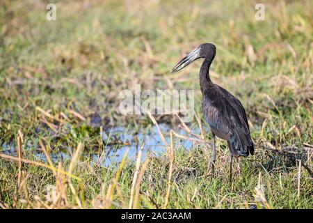 Afrikanischer Openbill, Anastomus lamelligerus, Khwai Private Reserve, Okavango Delta, Botswana Stockfoto