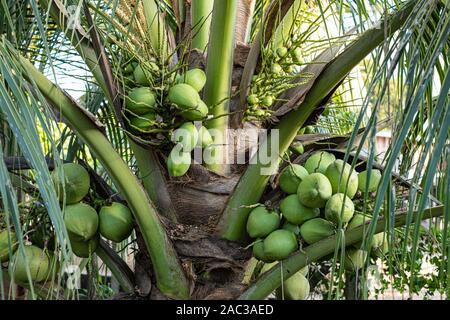 Schließen Sie herauf frische Kokosnüsse Cluster auf das Kokosnuss Baum Stockfoto