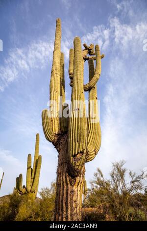 Saguaro Kaktus im Tonto National Forest. Stockfoto