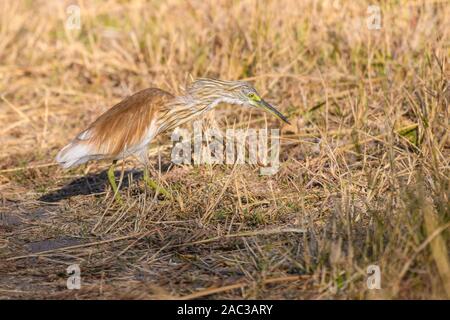Squacco Heron, Ardeola Ralloides, Khwai Private Reserve, Okavango Delta, Botswana Stockfoto