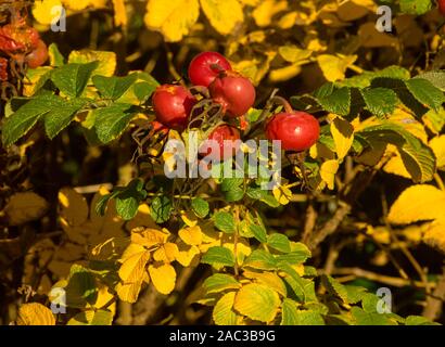 Im Sommer produzieren sie große brght magenta Blumen, im Herbst die große Früchte. Stockfoto