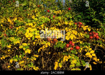 Im Sommer produzieren sie große brght magenta Blumen, im Herbst die große Früchte. Stockfoto