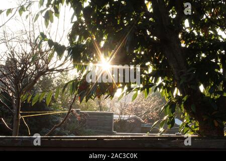 Sonnenstrahlen durch das Auftauen Blätter auf Morgen eine kalte, das klare Winter Stockfoto