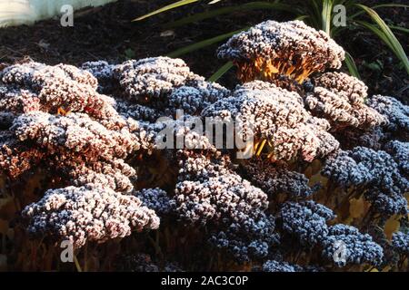 Frost bedeckt Pflanzen an einem knackigen Winter Stockfoto