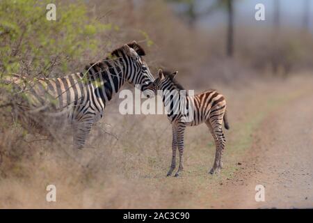 Zebra mit Fohlen Stockfoto