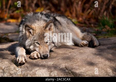 Eastern Grey Wolf liegend auf einem Felsen Stockfoto