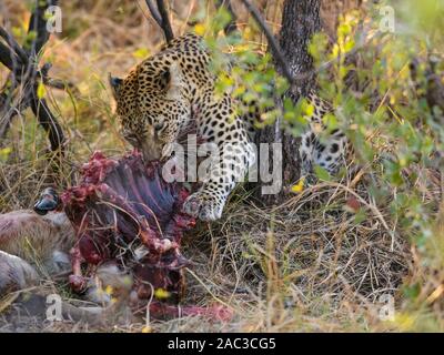 Leopard, Panthera pardus, at a Kill, Khwai Private Reserve, Okavango Delta, Botswana Stockfoto