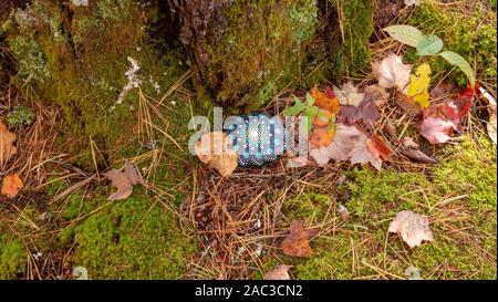 Malte Stein im Wald versteckt - Schöne nord-amerikanischen Herbst Stockfoto