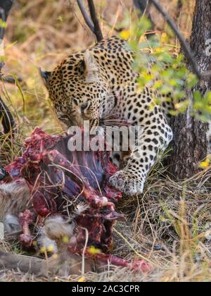 Leopard, Panthera pardus, at a Kill, Khwai Private Reserve, Okavango Delta, Botswana Stockfoto