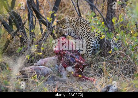 Leopard, Panthera pardus, at a Kill, Khwai Private Reserve, Okavango Delta, Botswana Stockfoto