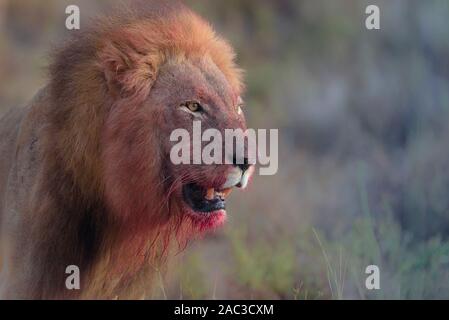 Männliche Löwe mit Blut, blutige Gesicht lionclose bis Portrait Stockfoto