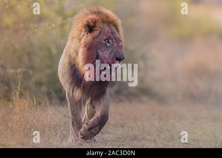 Männliche Löwe mit Blut, blutige Gesicht lionclose bis Portrait Stockfoto