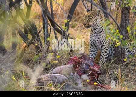 Leopard, Panthera pardus, at a Kill, Khwai Private Reserve, Okavango Delta, Botswana Stockfoto