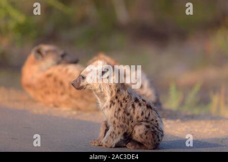 Hyäne Portrait in der Wildnis, Hyäne cub, beste Hyäne Stockfoto