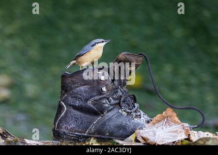 Europäische Kleiber Futter in einem ländlichen Waliser Garten an einem kalten Herbsttag Stockfoto