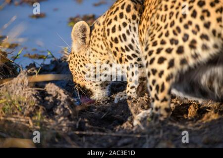 Leopard, Panthera pardus, Trinking, Khwai Private Reserve, Okavango Delta, Botswana Stockfoto