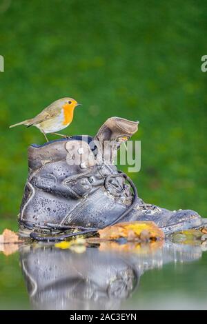 Robin Nahrungssuche im ländlichen Wales Garten an einem kalten Herbsttag Stockfoto