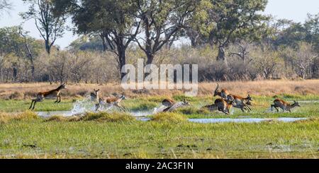 Red Lechswe, Kobus leche, laufen und springen über Wasser, Khwai Private Reserve, Okavango Delta, Botswana. Auch bekannt als Südliches Lechswe Stockfoto