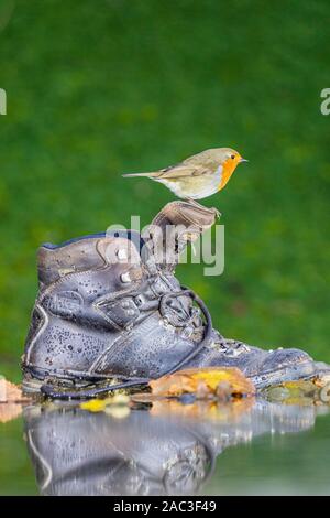 Robin Nahrungssuche im ländlichen Wales Garten an einem kalten Herbsttag Stockfoto