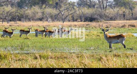 Red Lechswe, Kobus leche, Khwai Private Reserve, Okavango Delta, Botswana. Auch bekannt als Südliches Lechswe Stockfoto