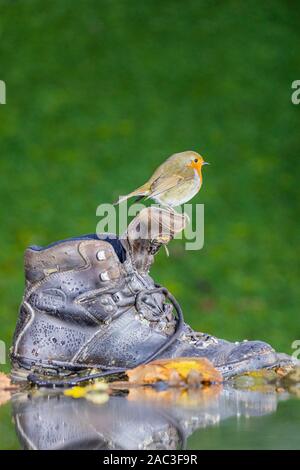 Robin Nahrungssuche im ländlichen Wales Garten an einem kalten Herbsttag Stockfoto