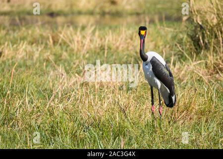 Sattel-abgerechnete Stork, Ephippiorhynchus senegalensis, Khwai Private Reserve, Okavango Delta, Botswana Stockfoto