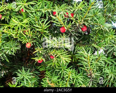 Laub der Irischen Eibe. Textur von Taxus Whipplei Beeren unter grünen Blättern Stockfoto