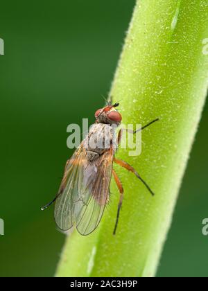 Root - Made fliegen, Anthomyiidae spcies, auf pflanzlichen Stammzellen, dorsalansicht, vertikal Stockfoto