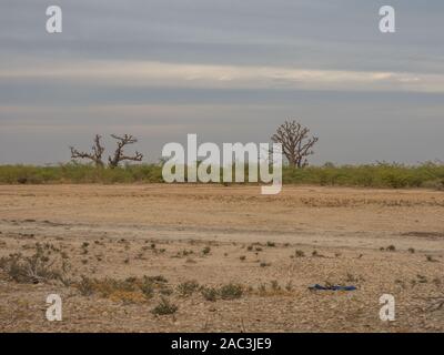 Single baobabs in der afrikanischen Steppe während der trockenen Jahreszeit. Bäume von Glück, Senegal. Afrika. Stockfoto