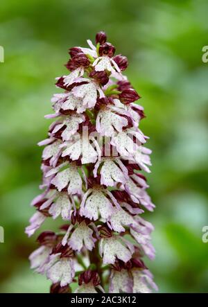 Robuste Blume spike Lady orchid Orchis purpurea bei Yockletts Bank in Kent, Großbritannien Stockfoto