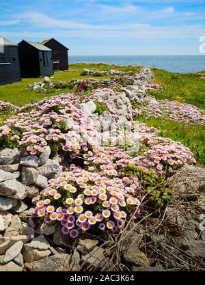 Strand Aster Seaside Daisy oder berufskraut - Erigeron glaucus unter abgebaut Portland stone walling Blöcke auf Portland Bill in Dorset UK wachsende Stockfoto